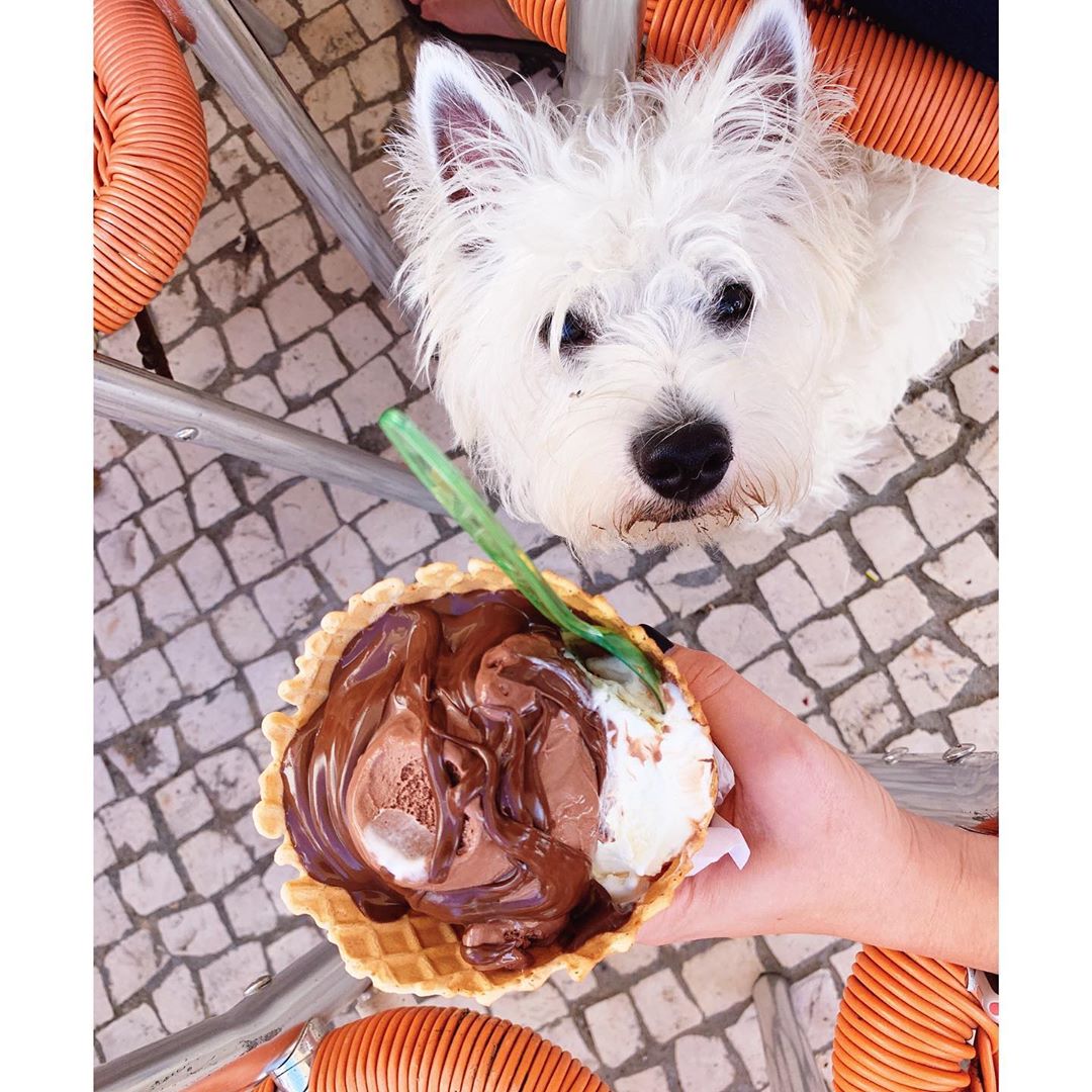 Westie puppy and a big icecream