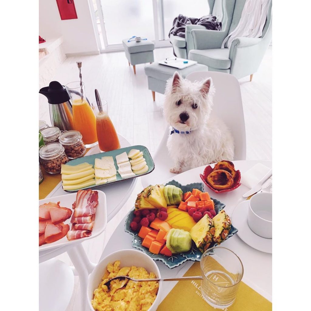 Westie puppy looking at the breakfast table