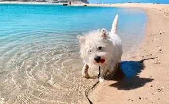 Westie puppy making a silly face while walking through the water at Obidos Lagoon inPortugal