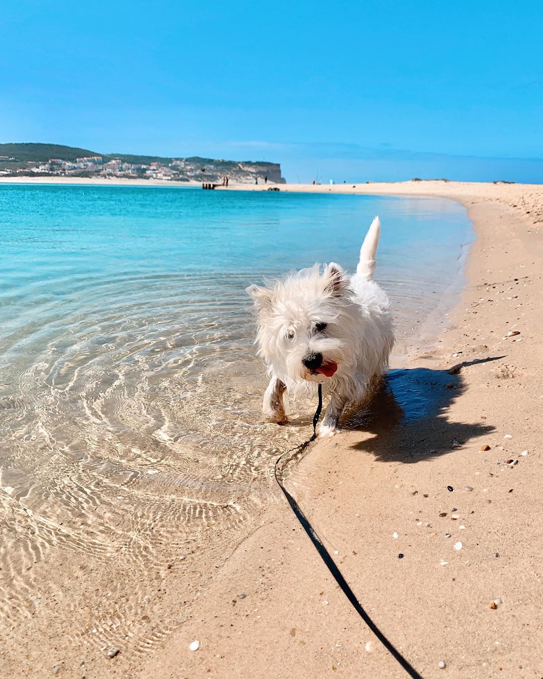 Westie puppy making a silly face while walking through the water at Obidos Lagoon inPortugal