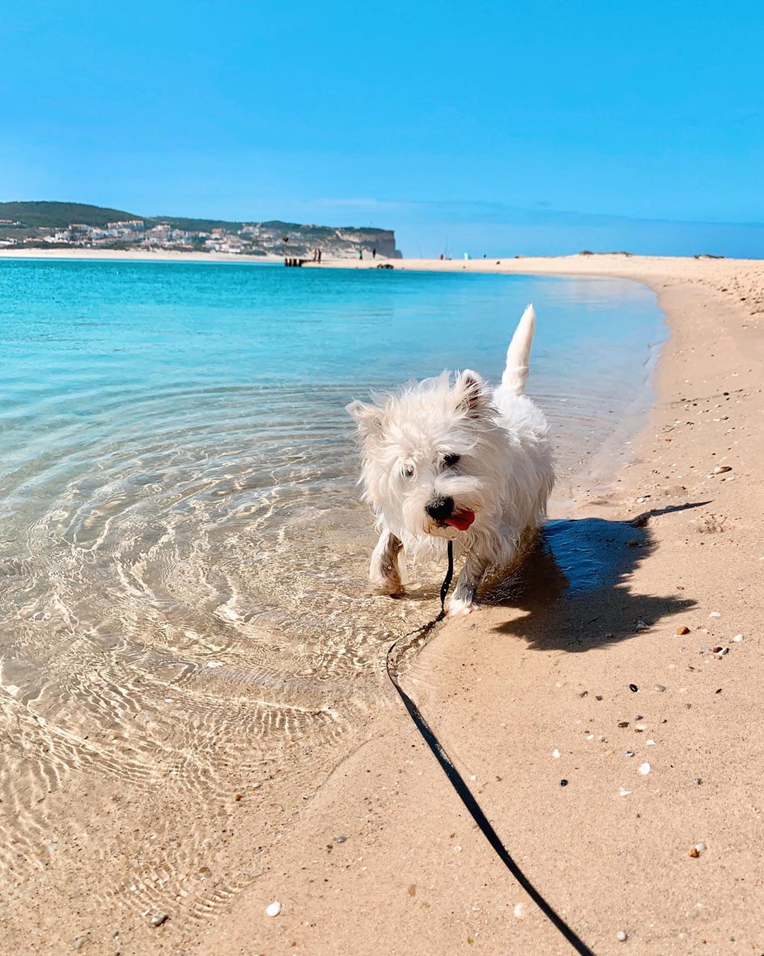 how to stop a westie from barking