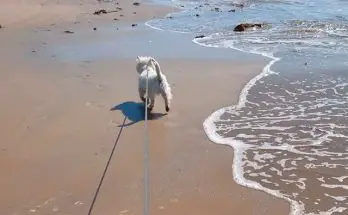 Westie puppy walking on the beach at Obidos Lagoon, Portugal - video