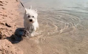 Westie puppy walking through the water at Bodiso Lagoon, in Portugal - video