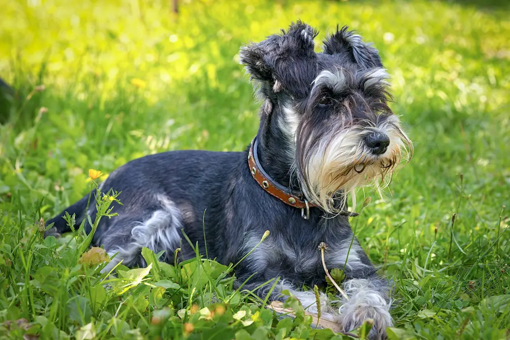 West highland white 2024 terrier schnauzer mix