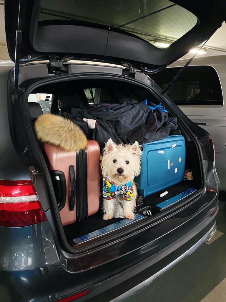 Sami the Westie on Christmas holidays