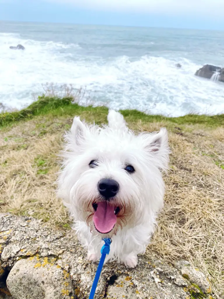 Sami the Westie traveling to France