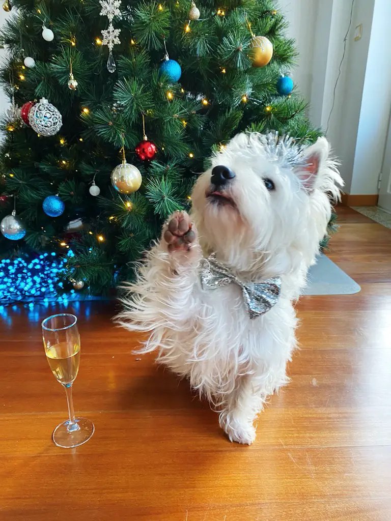 Sami the Westie on New Year's Eve