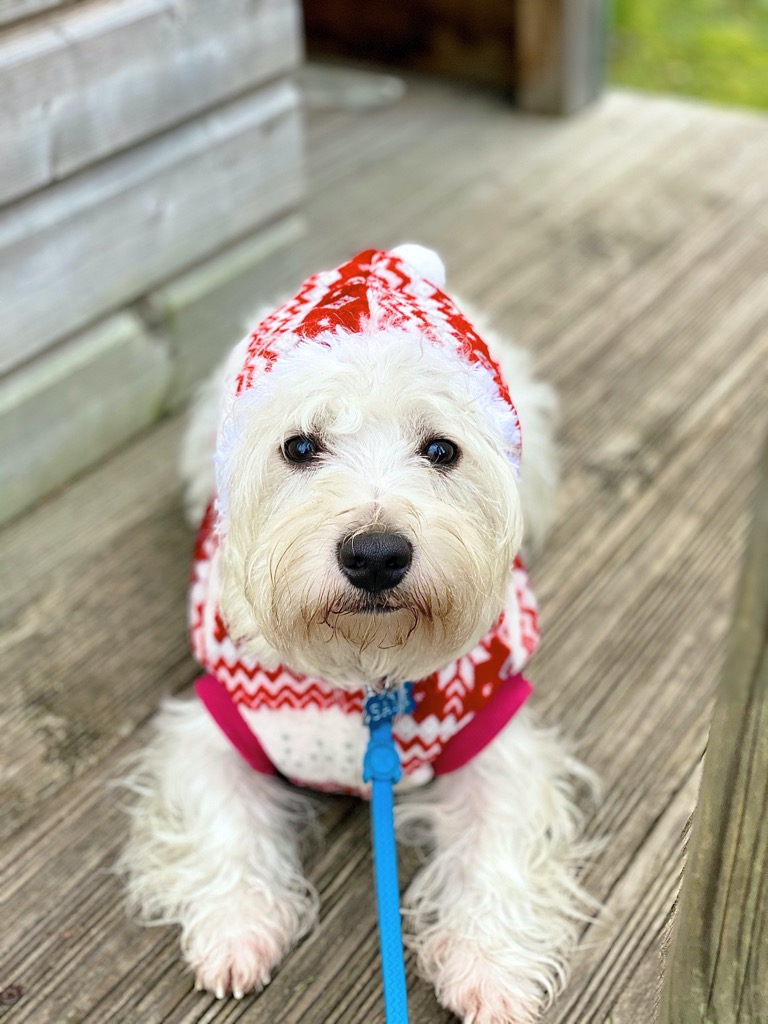 Sami the Westie on Christmas holidays