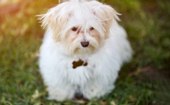 Westie and Maltese Mix