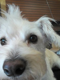 Westie jack russell terrier deals mix