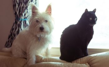 westie and cats get along