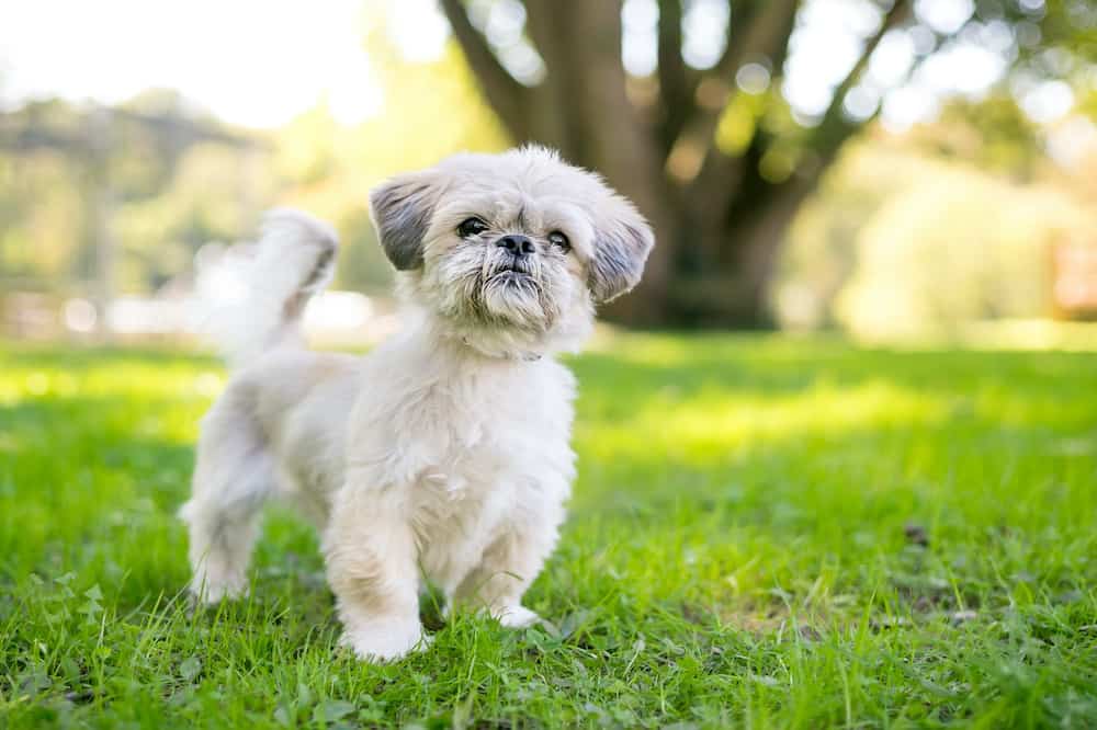 Westie and Shih Mix: All About Weshi