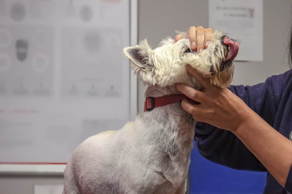 What Is Westie Jaw? Understanding Craniomandibular Osteopathy