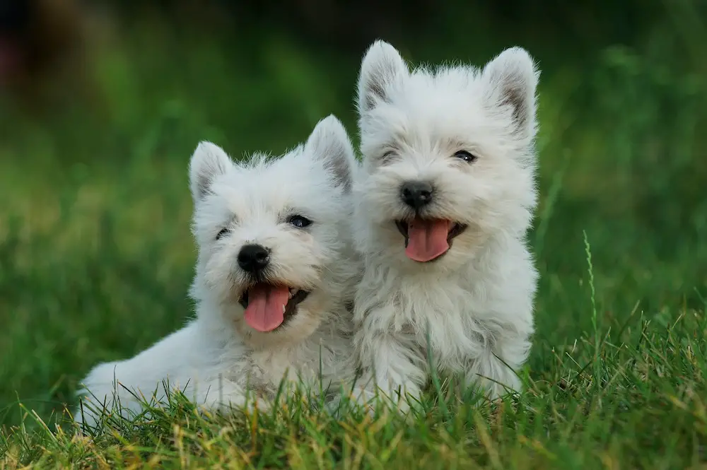 why is my west highland terrier shedding