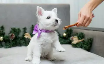 how to train a westie not to bark