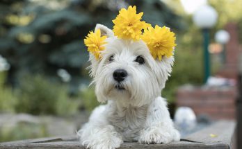 west highland white terrier pricing