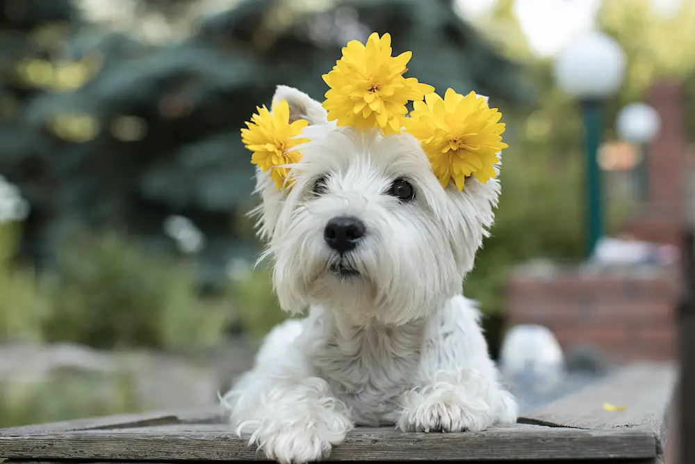 West Highland White Terrier Pricing: The Cost of Owning a Westie