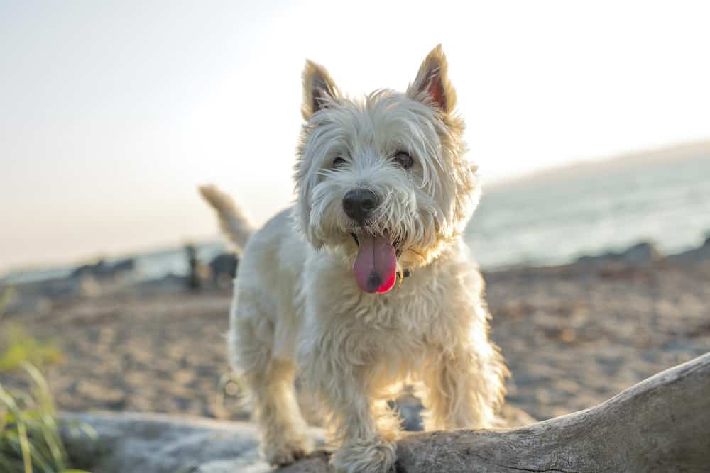 westie rescue dogs for adoption