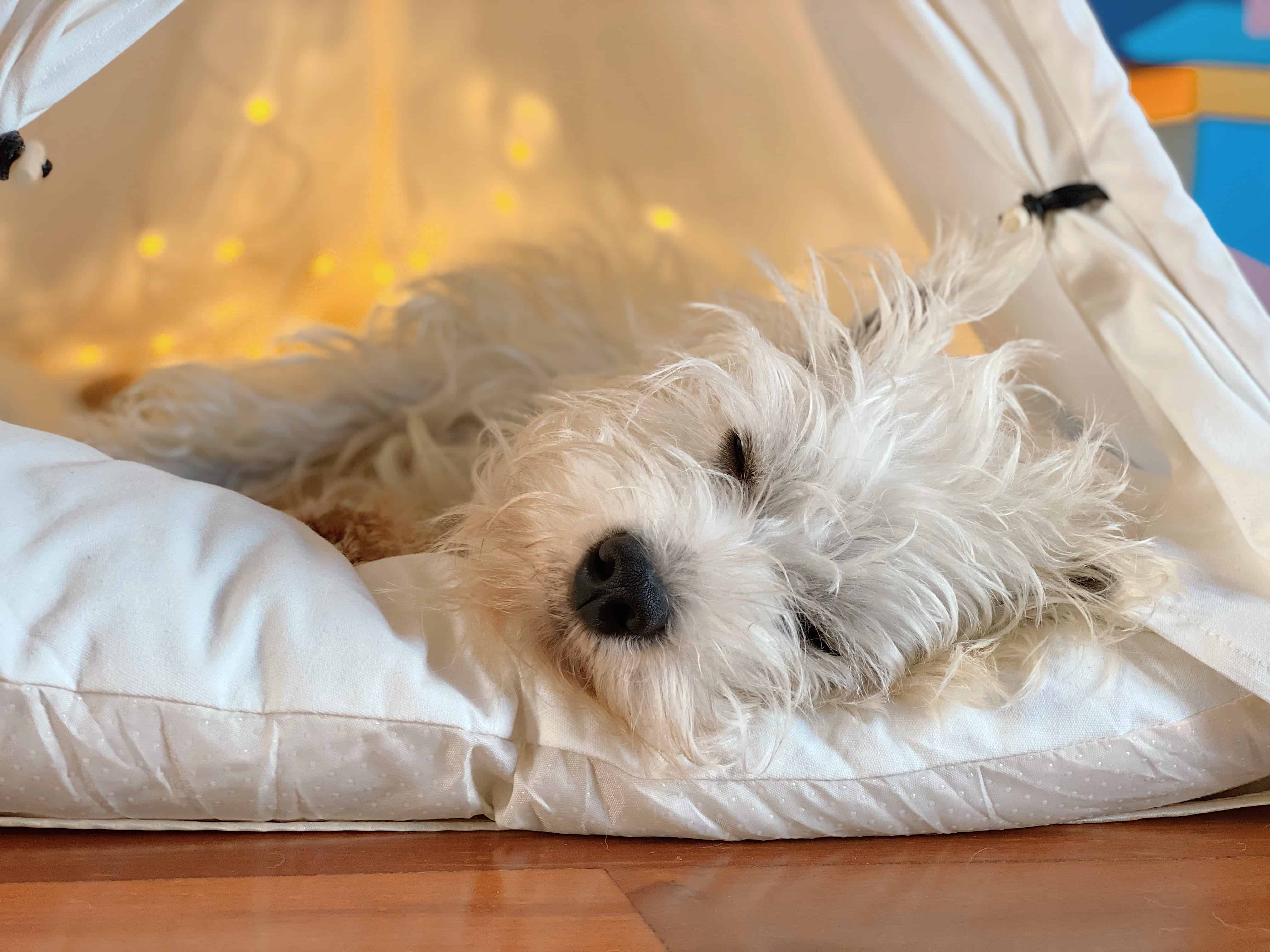 Westie dog teepee tent