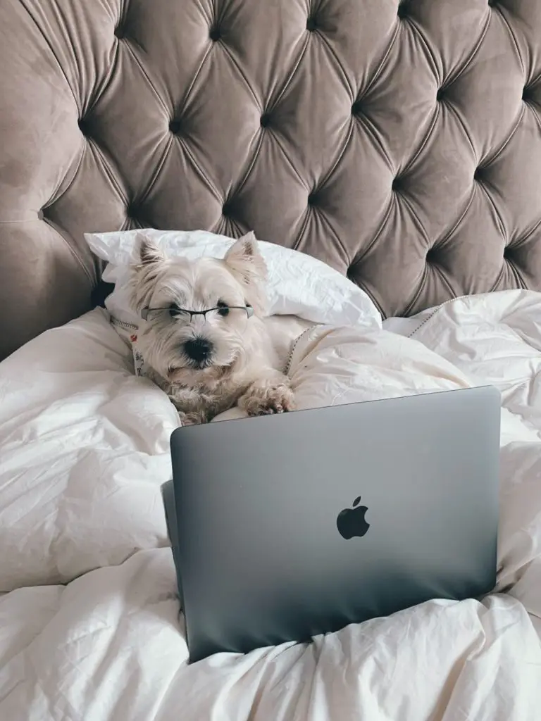 westies-working-from-home
