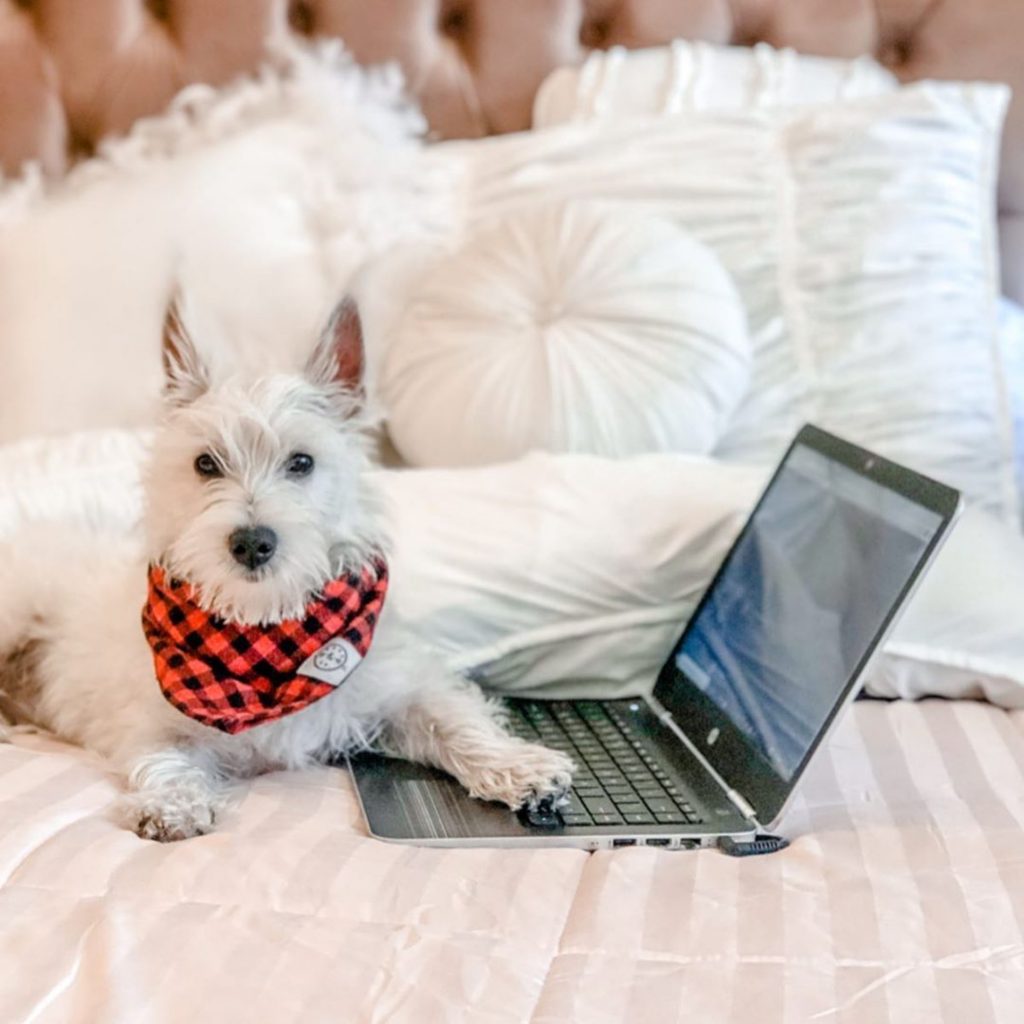 westies-working-from-home