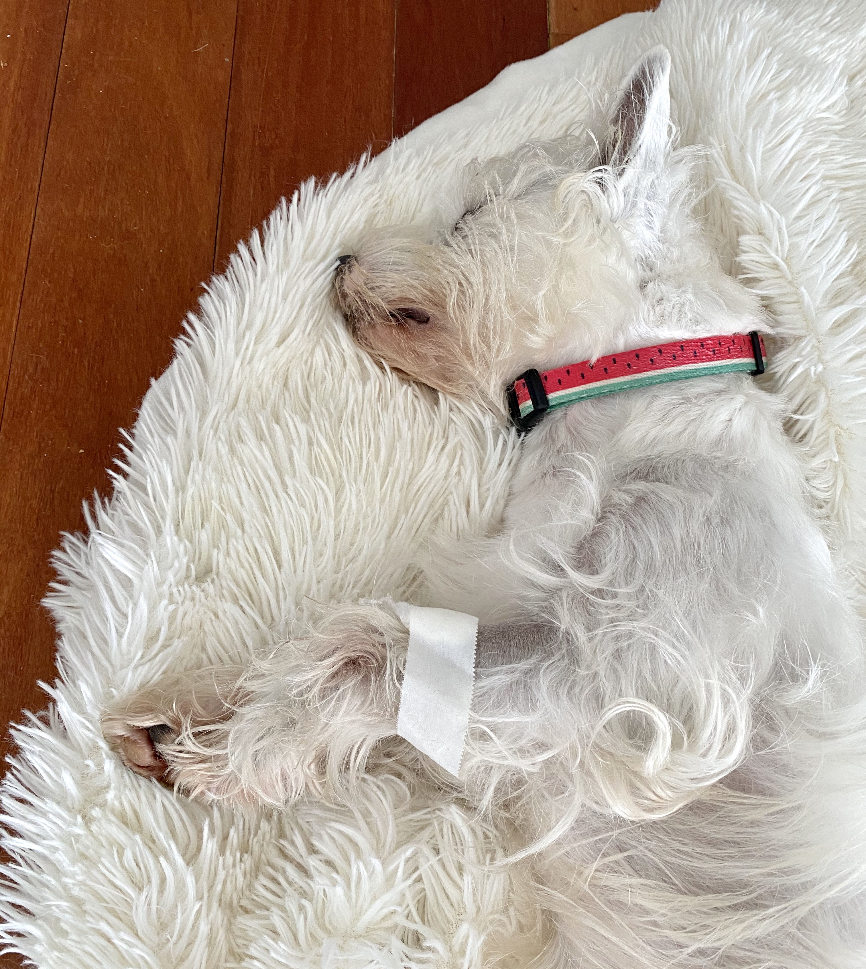 Never ever give your dog cooked bones. Here's our experience