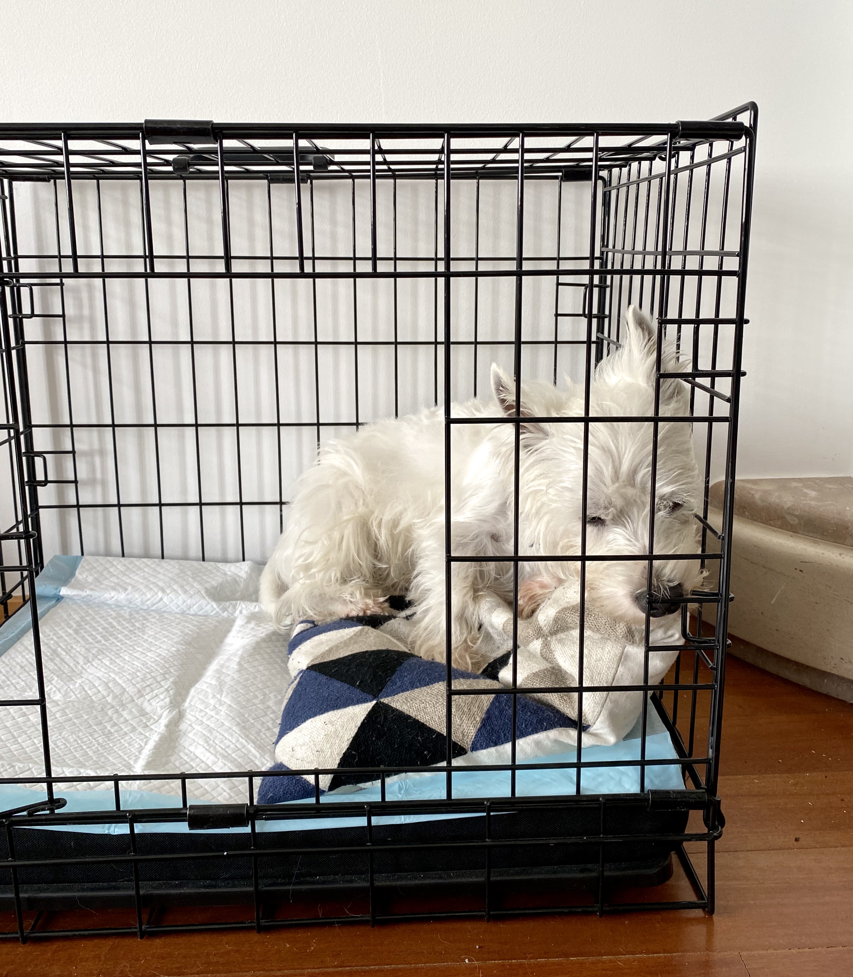 Never ever give your dog cooked bones. Here's our experience