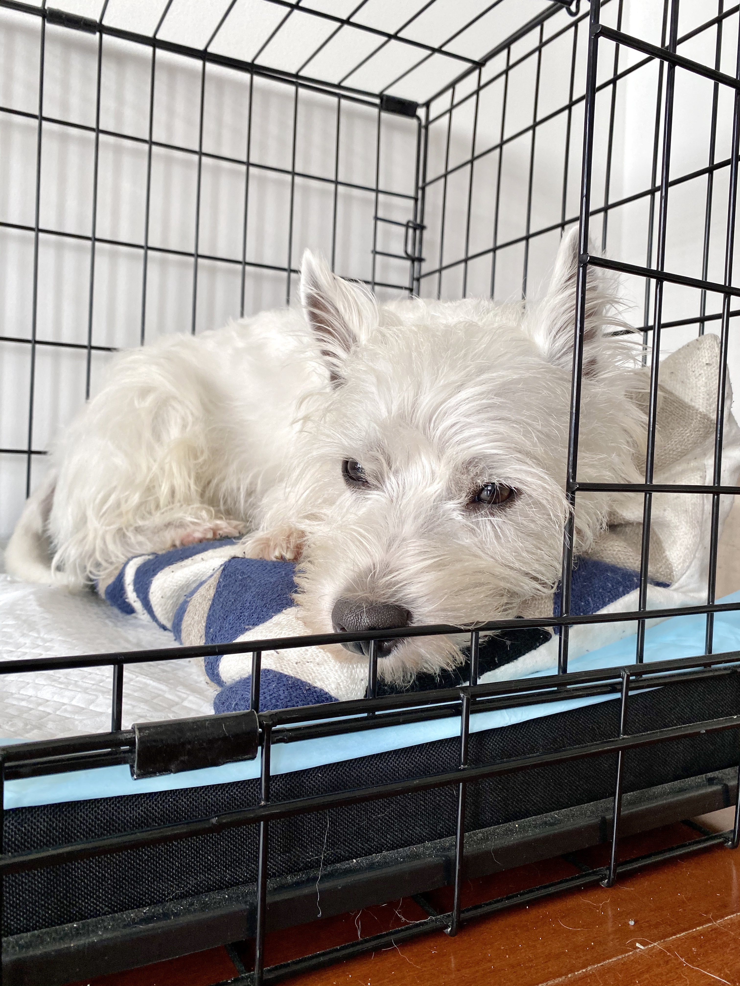 Never ever give your dog cooked bones. Here's our experience