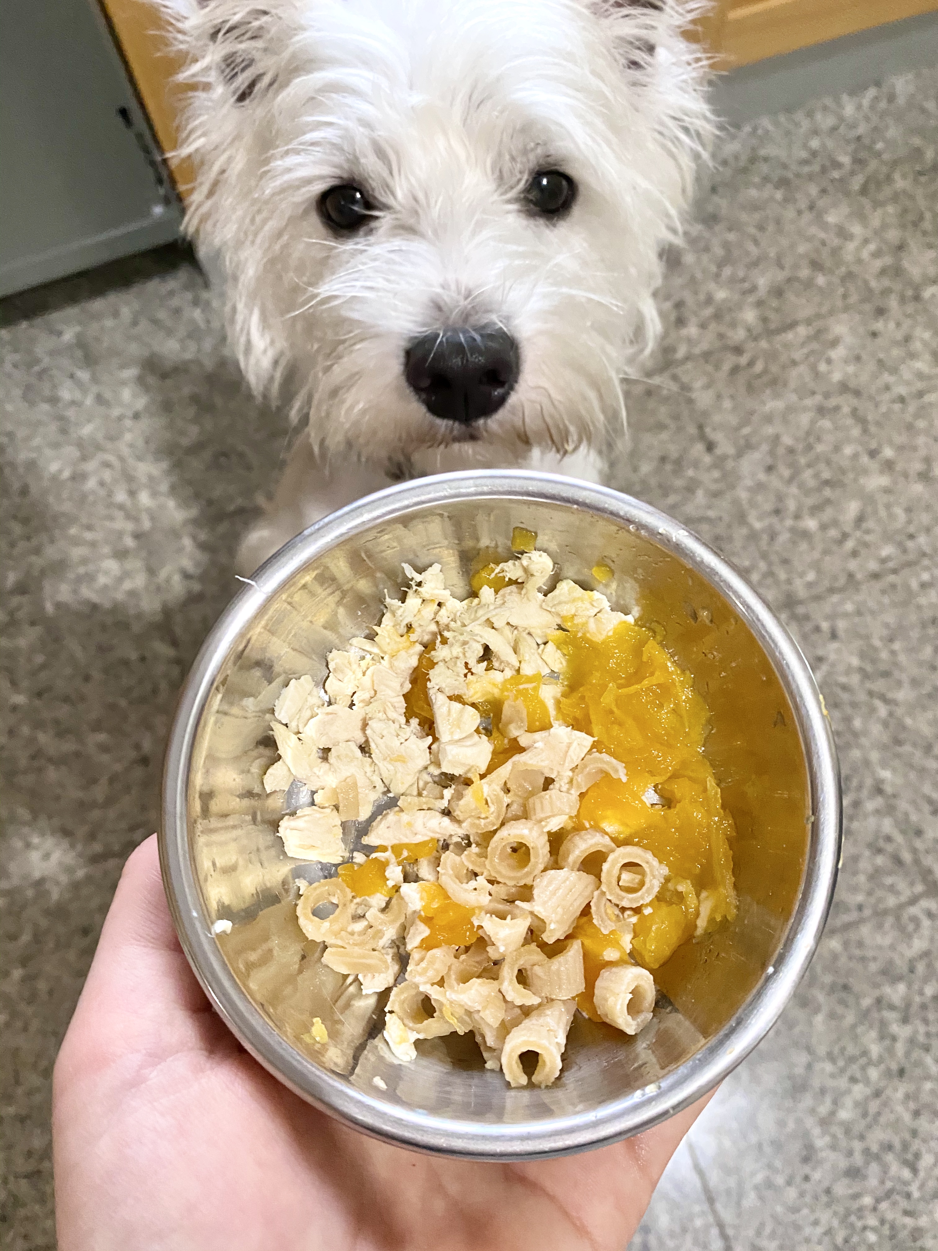 Never ever give your dog cooked bones. Here's our experience