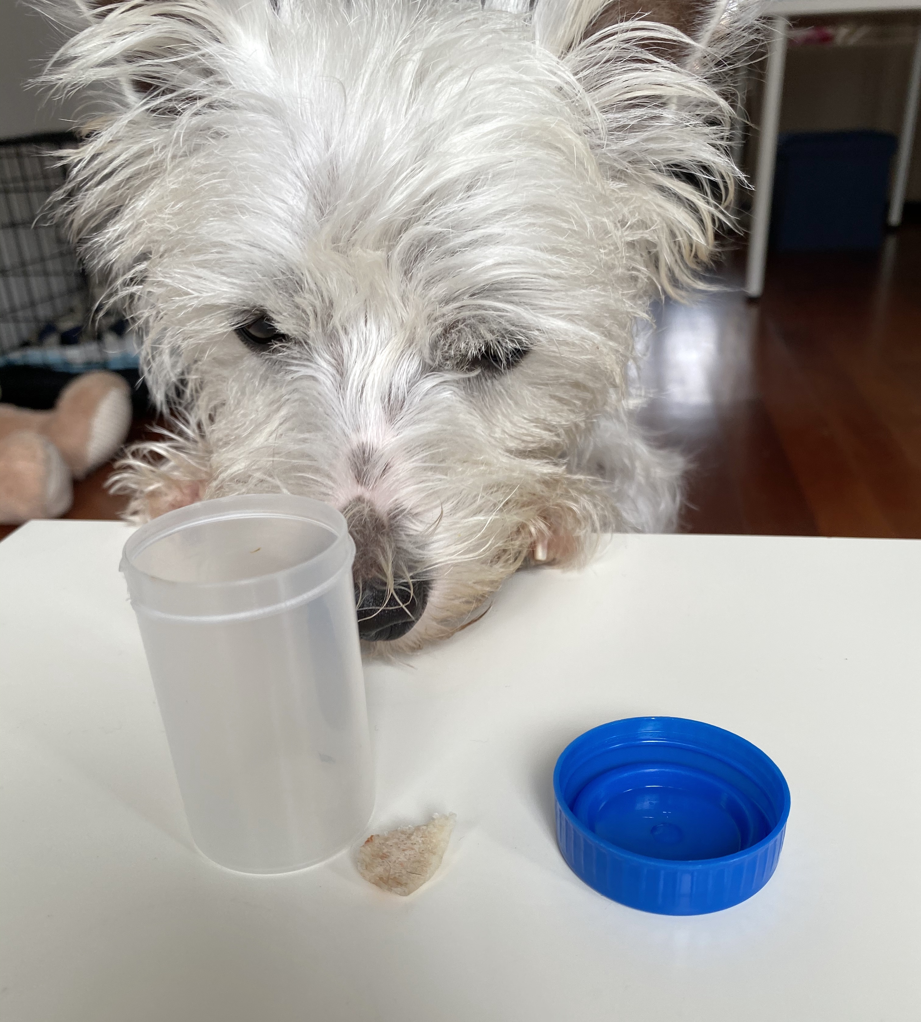 Never ever give your dog cooked bones. Here's our experience