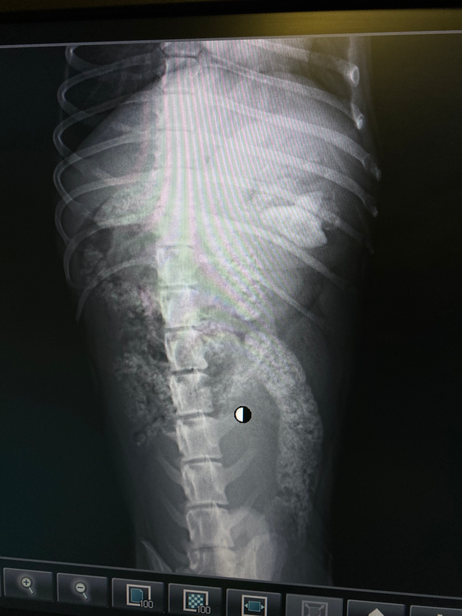 Never ever give your dog cooked bones. Here's our SCARY experience with it