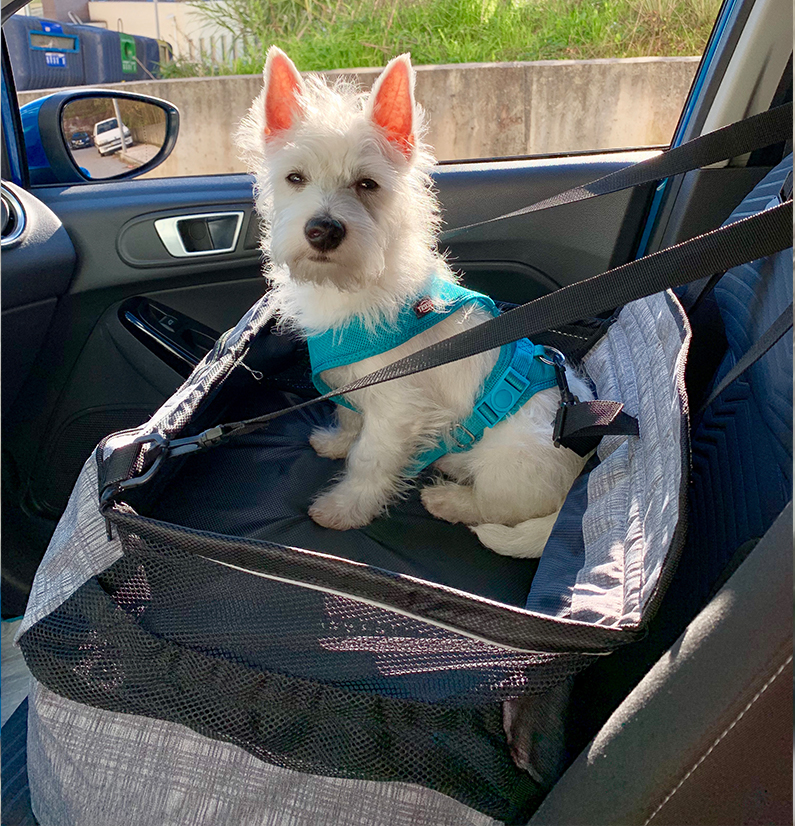 Air cushion safety car seat for dogs