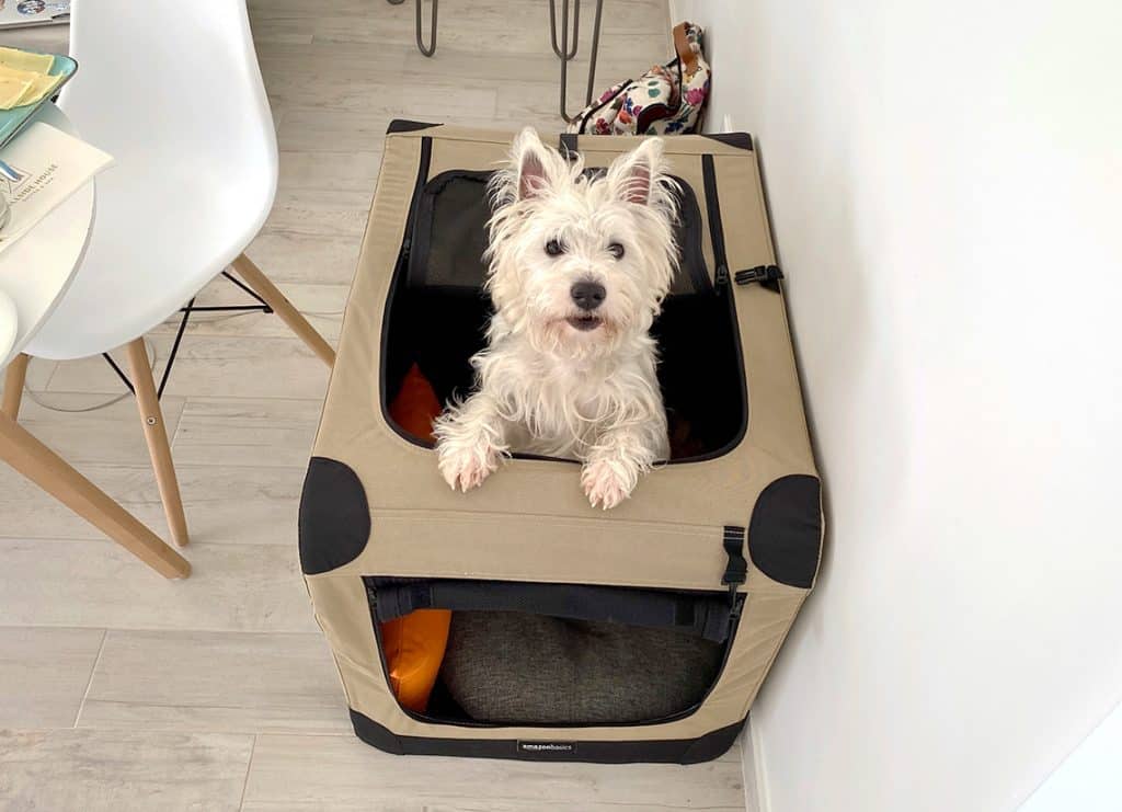 Daily Use Westie Products