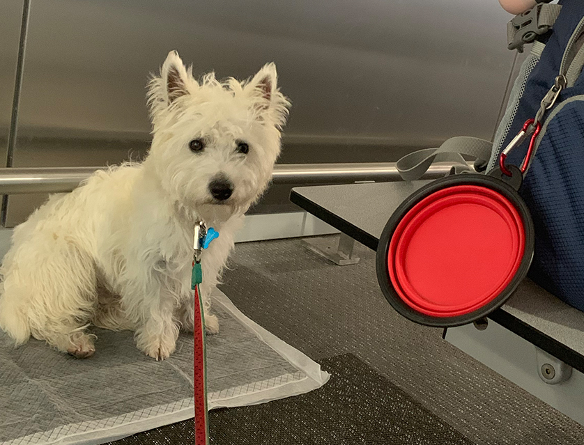 Collapsible travel food and water bowl for dogs