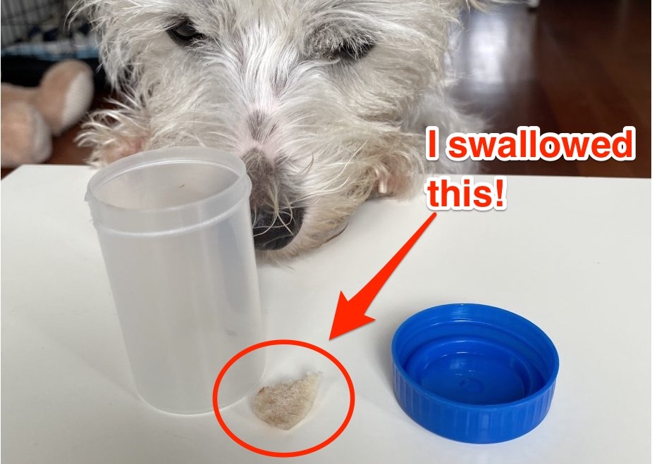 Never ever give your dog cooked bones. Here’s our SCARY experience with it