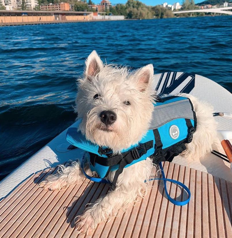 Dog life vest for swimming