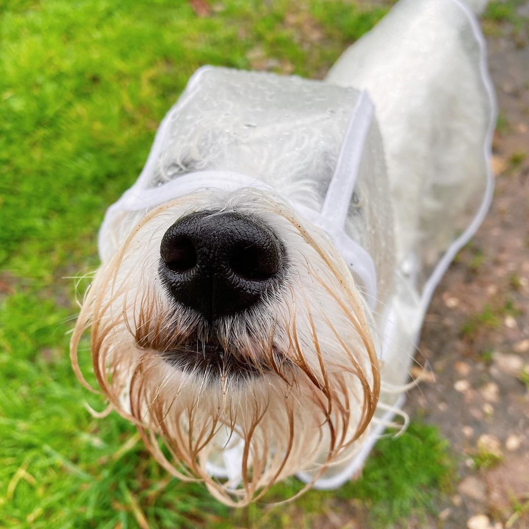 Transparent dog raincoat