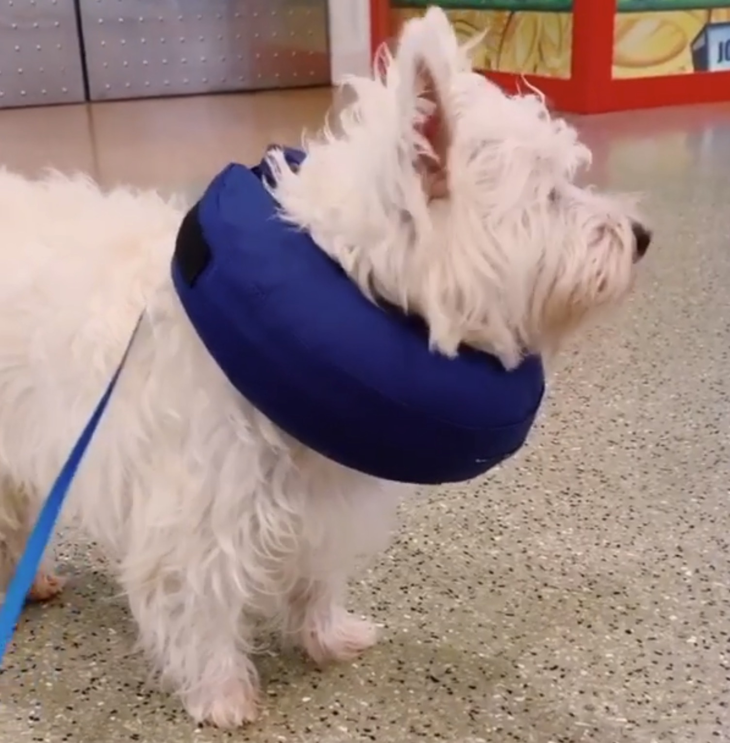 Inflatable recovery collar for dogs