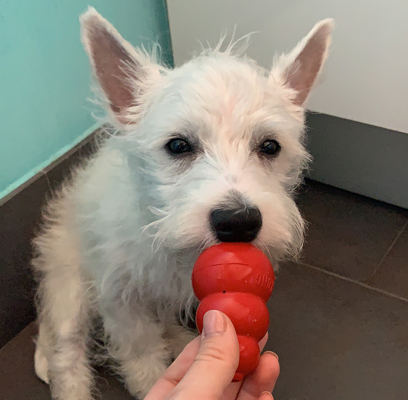 Kong Classic dog toy