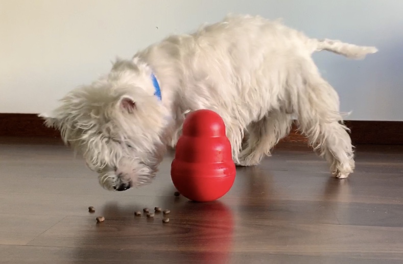 Kong Wobbler interactive dog toy