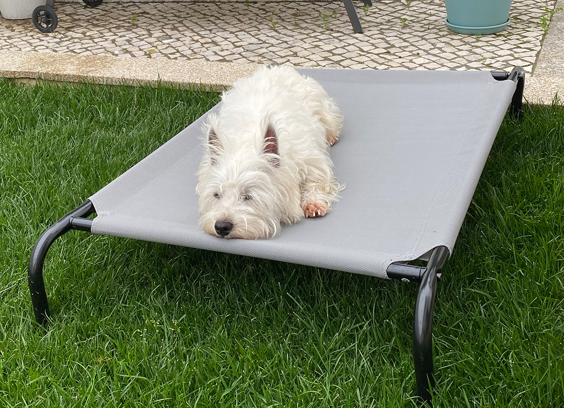 Elevated outdoor dog bed