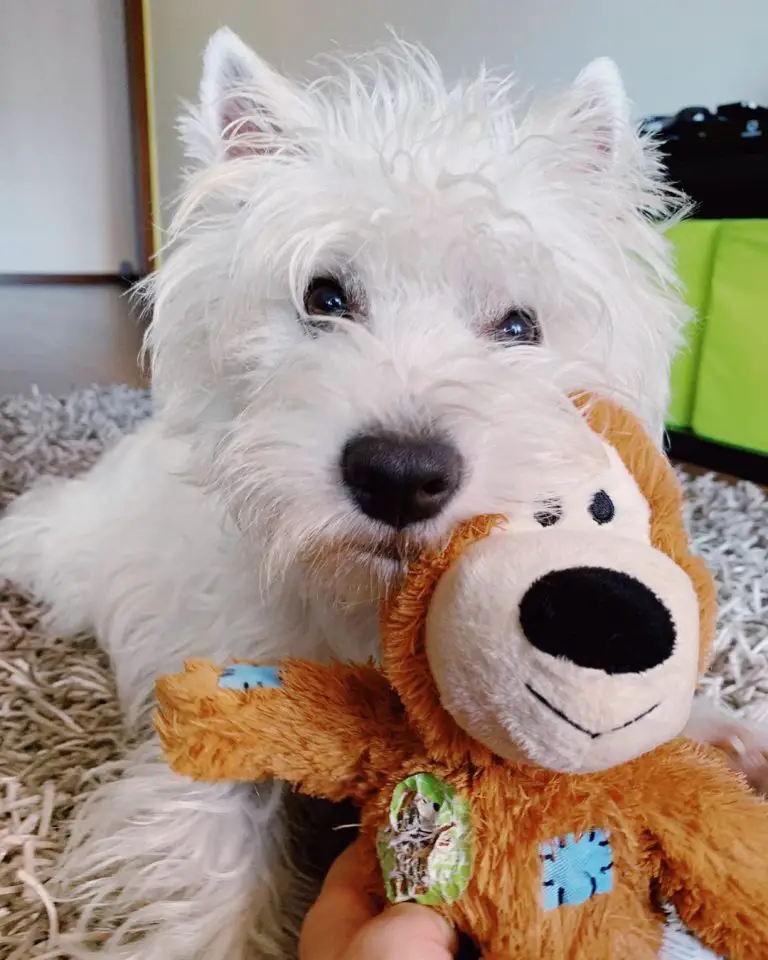 walking westie interactive soft toy