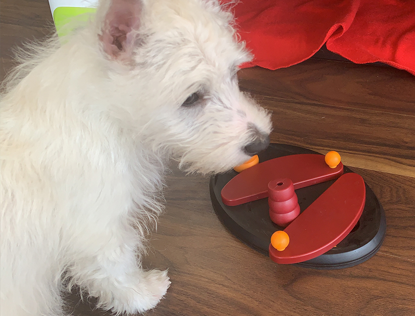 Trixie activity puzzle dog toy