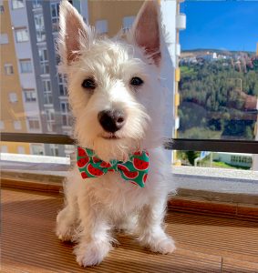 Westie bow outlet tie