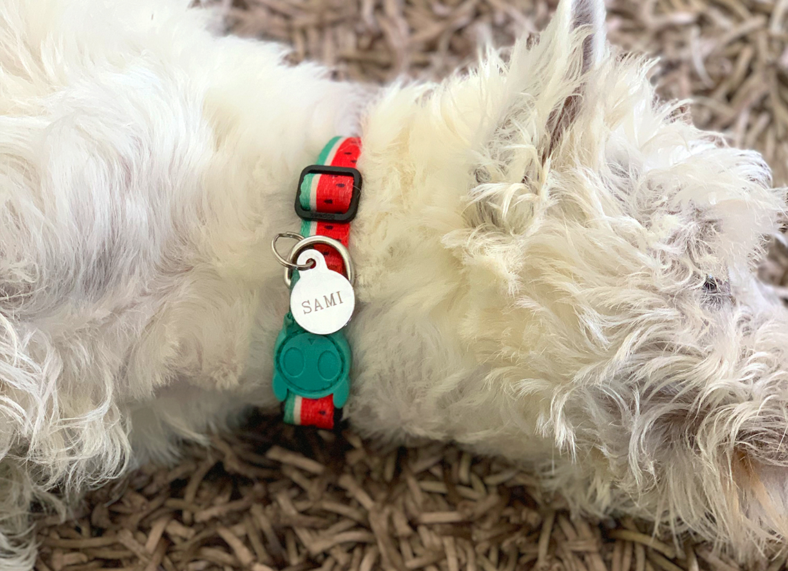 Zee.Dog dog collar