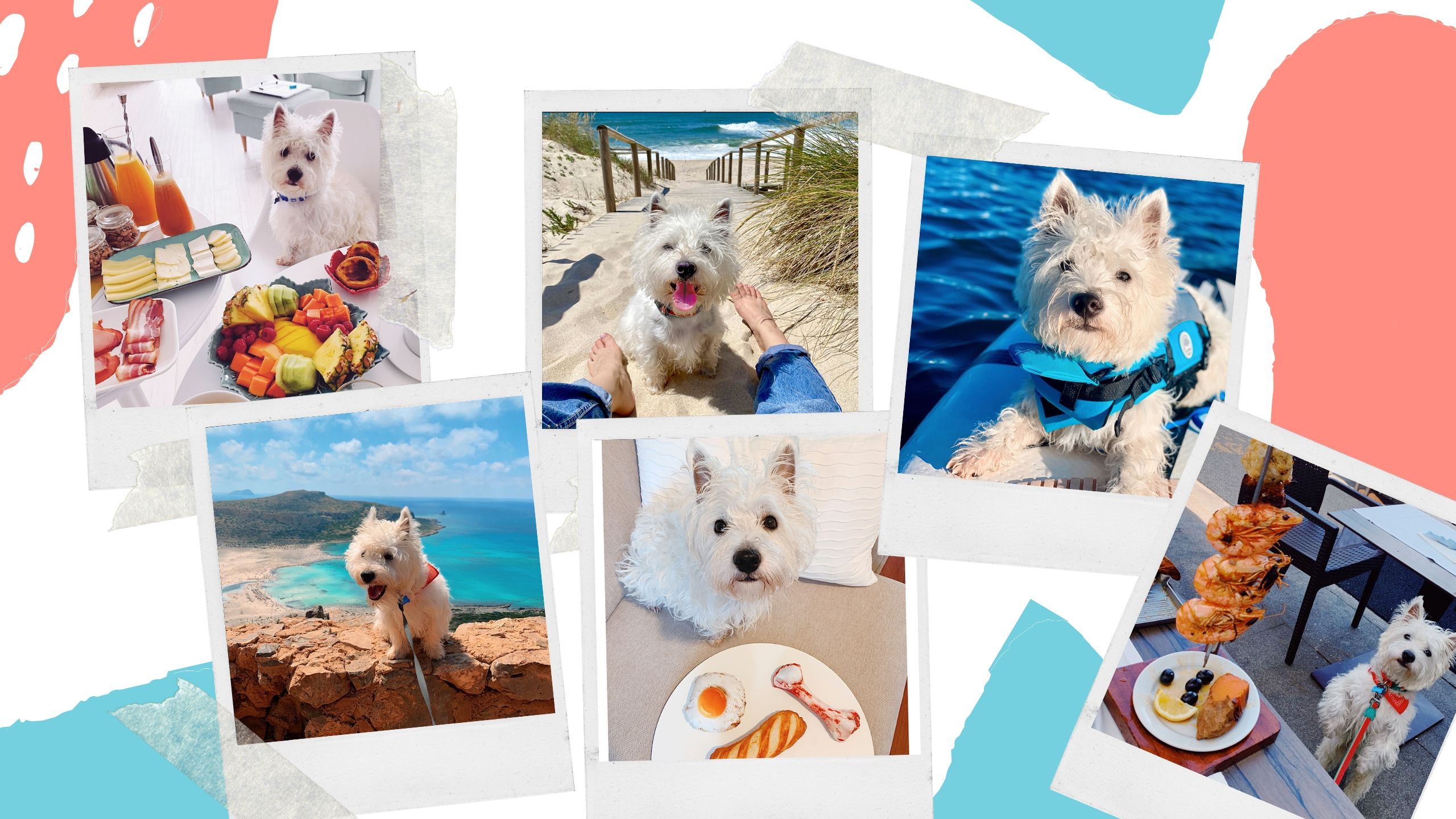 10 things we did to get our dog instagram to over 10k followers