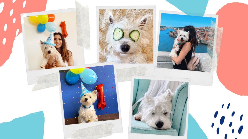 10 things we did to get our dog instagram to over 10k followers