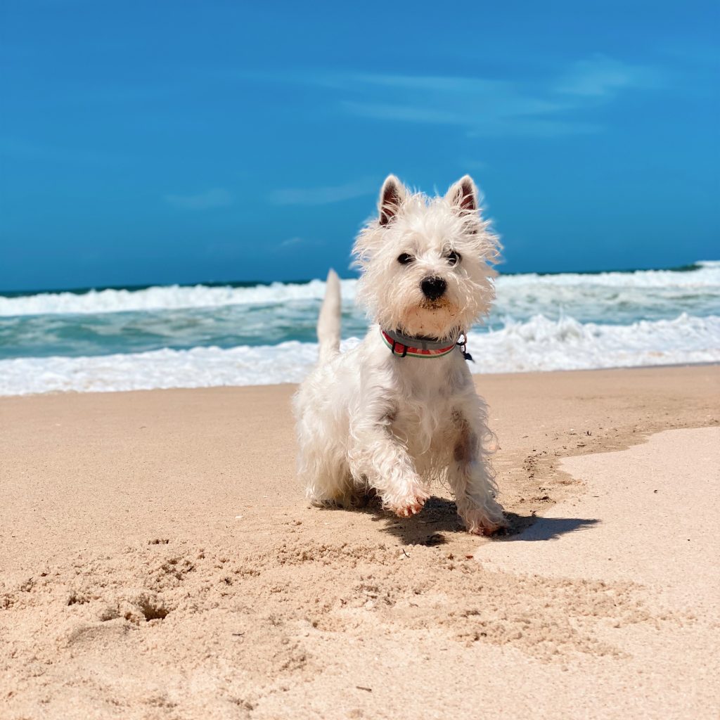 Sami the westie at the beach