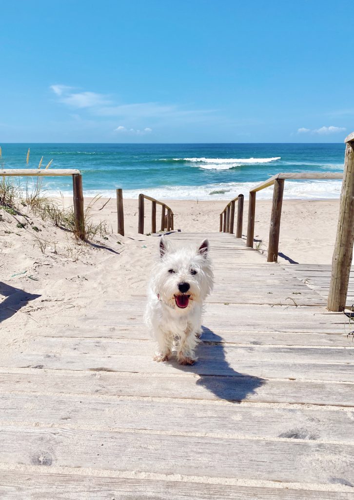 Sami the westie at the beach