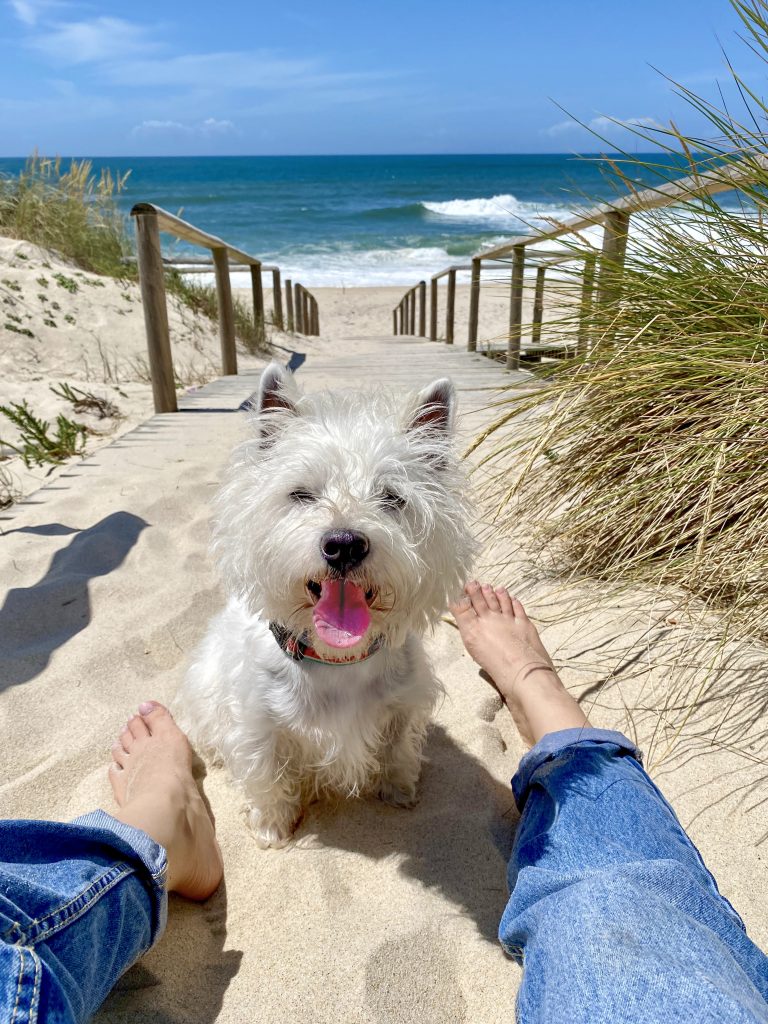 Sami the westie at the beach